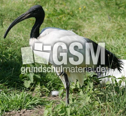 Ibis-1.jpg